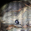 Image of Humpback Dung Beetle