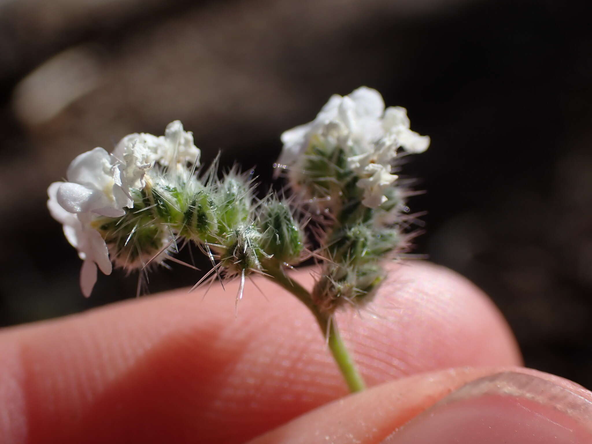 Слика од Cryptantha incana Greene