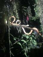 Image of Amazon Basin Tree Snake