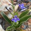 Image de Goodenia ramelii F. Müll.