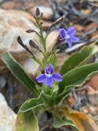 Image of Goodenia ramelii F. Müll.