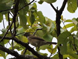 Image of White-throated Robin