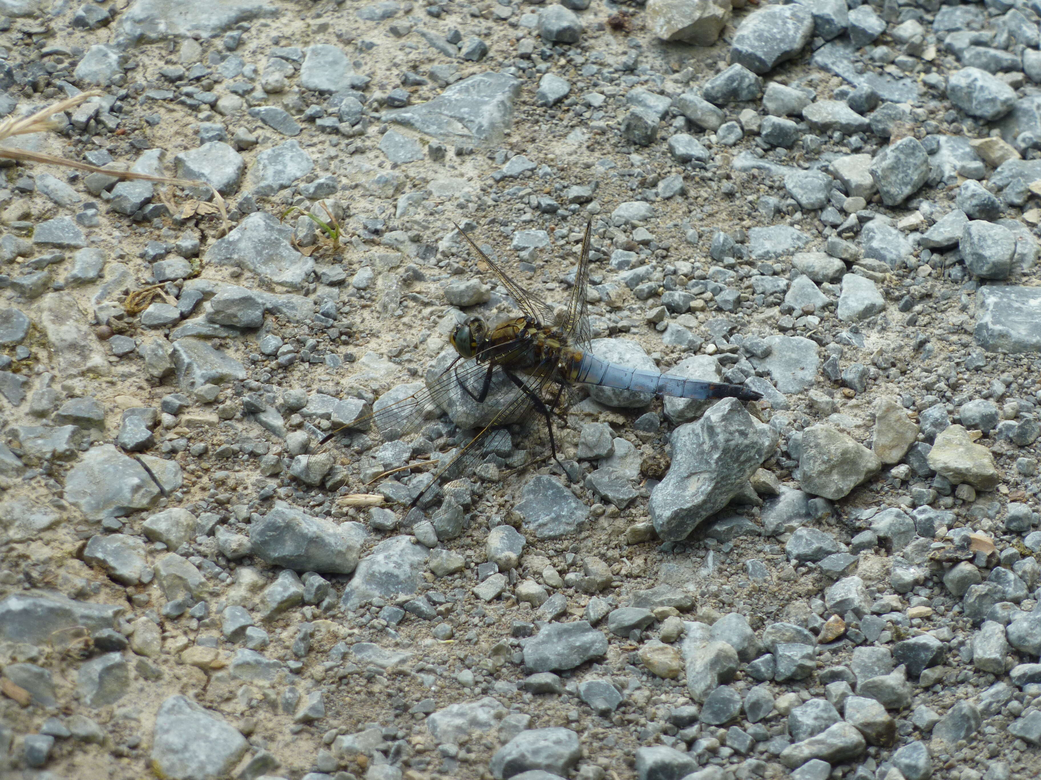 Image of Black-tailed Skimmer