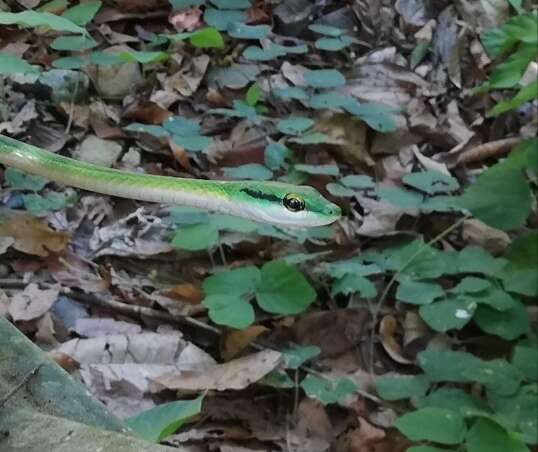 Image of Green Parrot Snake