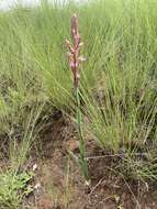 Image of Disa patula var. patula