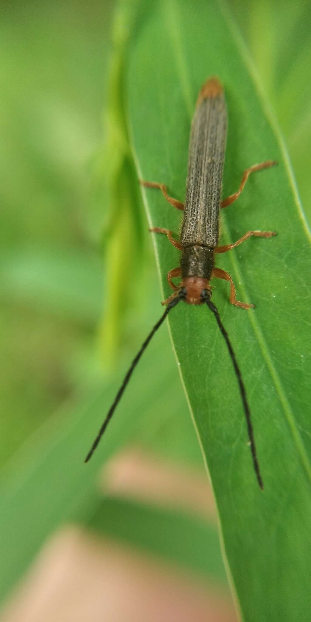 Image of Leafy Spurge Stem Boring Beetle