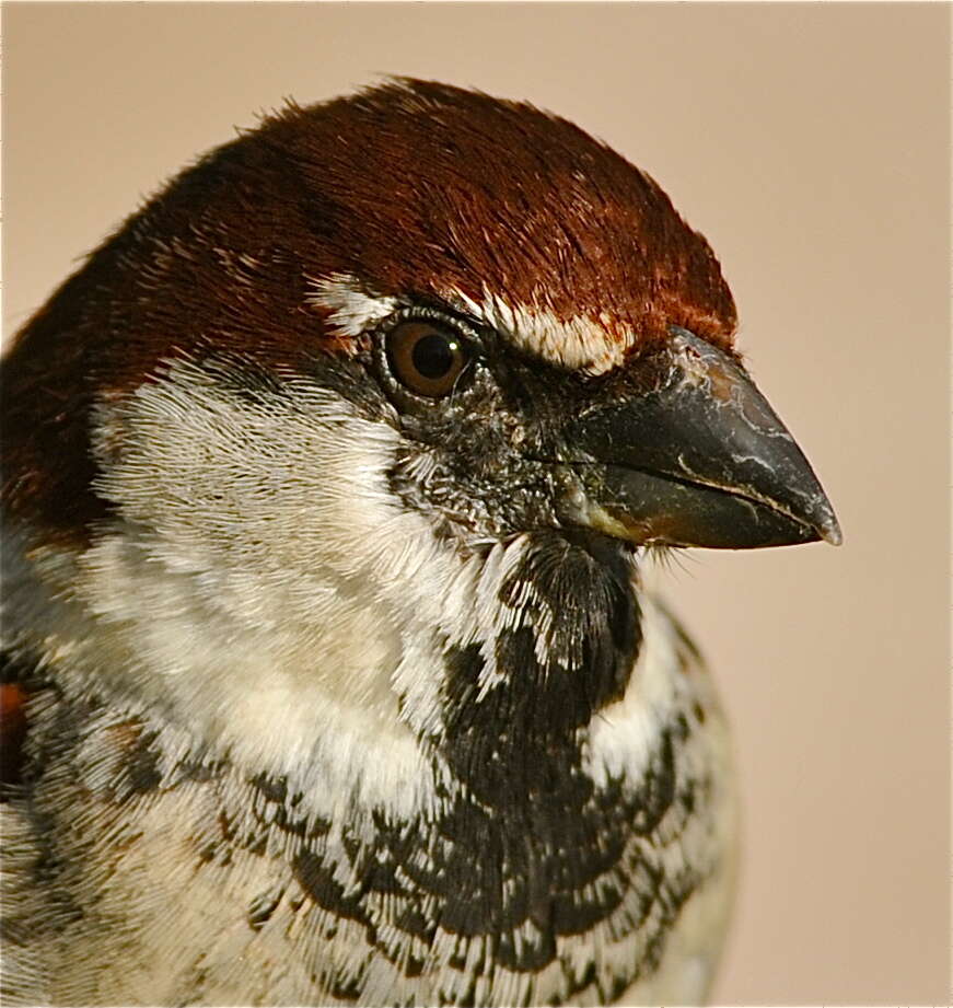 Image of Italian Sparrow