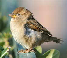 Image of Italian Sparrow