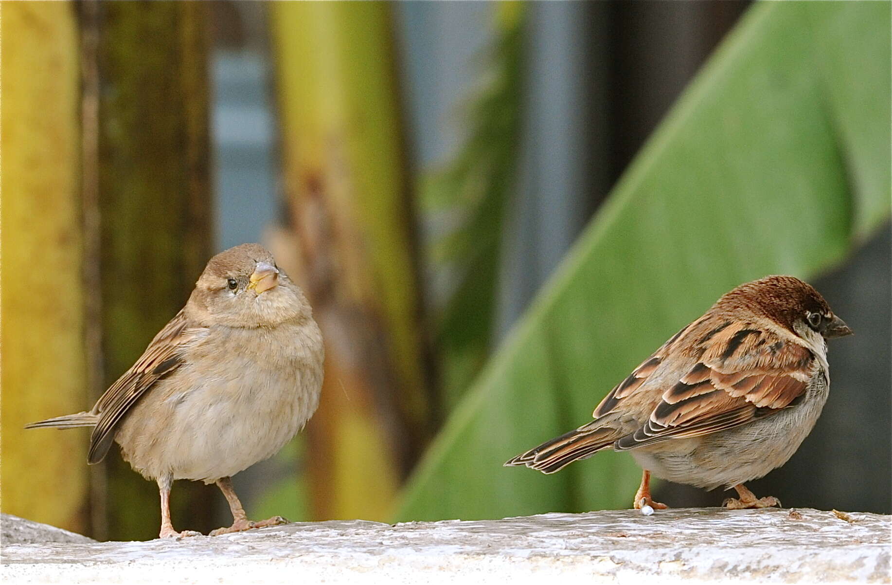 Image of Italian Sparrow