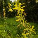 Image de Asphodeline liburnica (Scop.) Rchb.