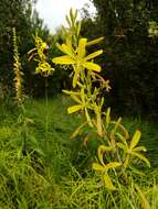 Image of Asphodeline liburnica (Scop.) Rchb.