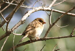 Image of Italian Sparrow