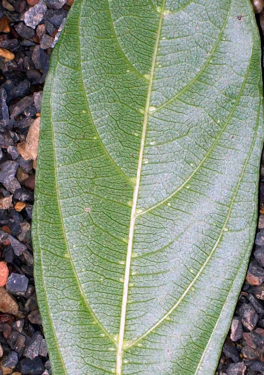 Image of Alangium villosum (Blume) Wangerin