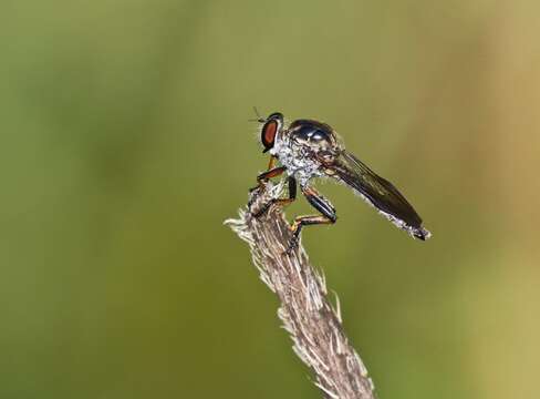 Image of Ommatius tibialis (Say 1823)