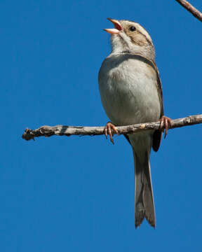 Image of Clay-colored Sparrow