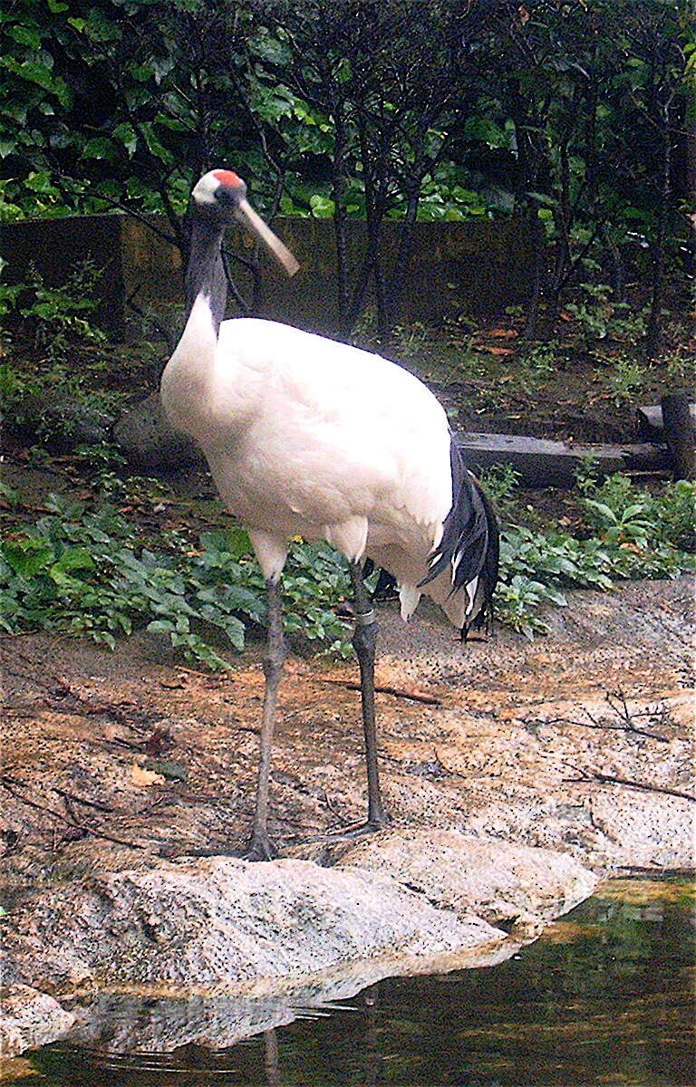 Image of Japanese Crane