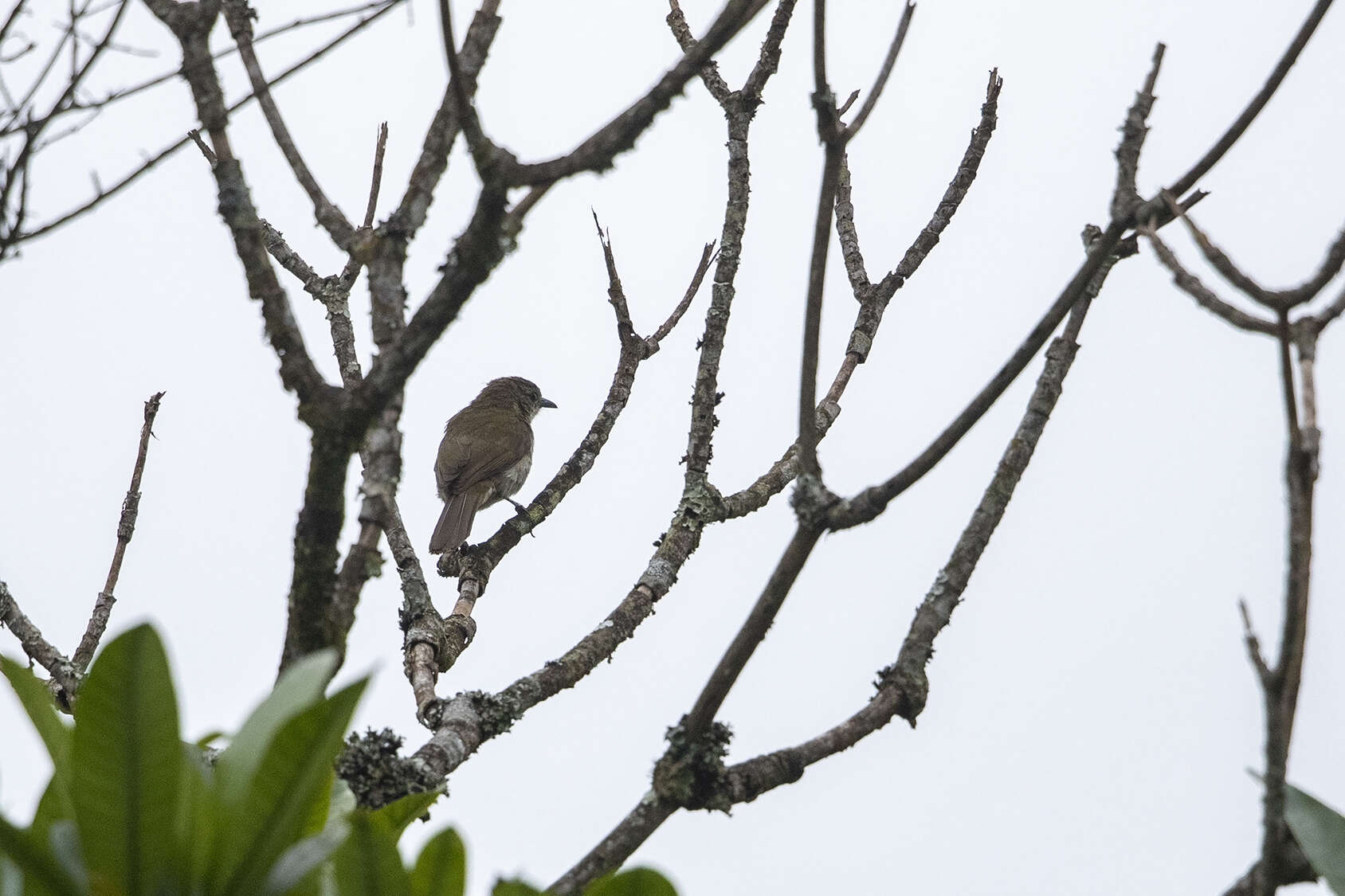 Stelgidillas gracilirostris percivali (Neumann 1903)的圖片