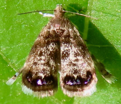 Image of Peacock Brenthia