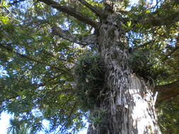 Image of Brown Pine