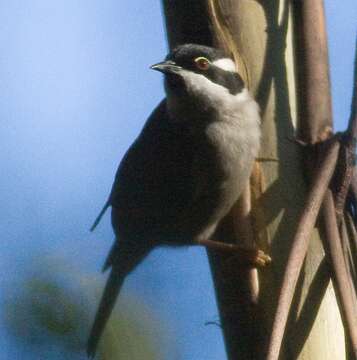 Image of Strong-billed Honeyeater