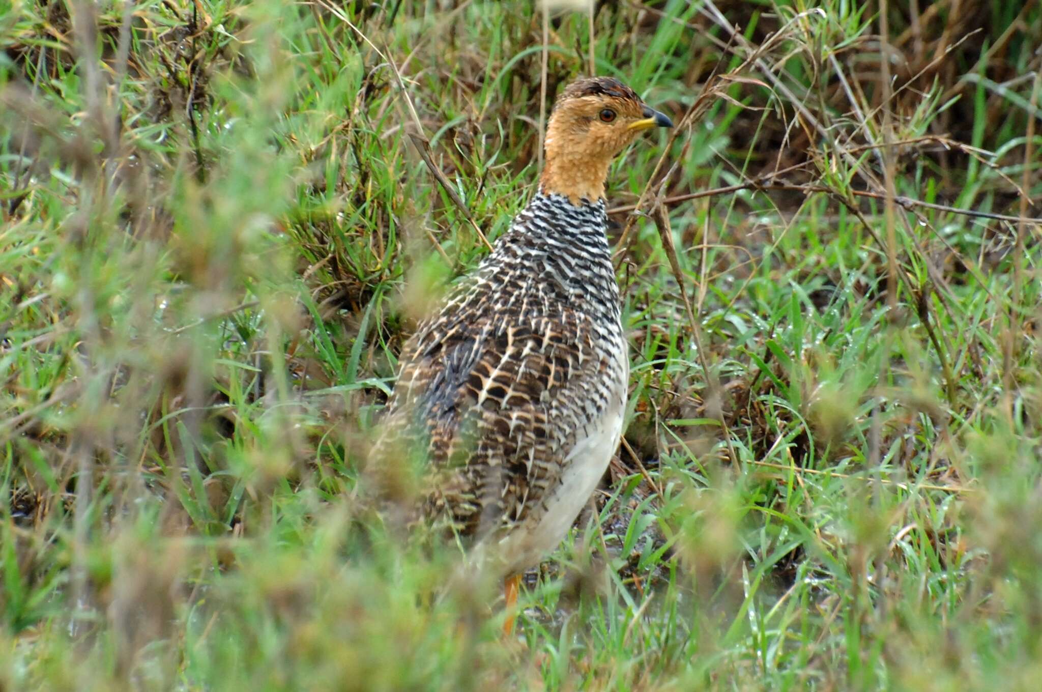 Image of Coqui Francolin