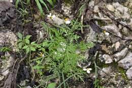 Image of Bidens chrysanthemifolia (Kunth) Sherff