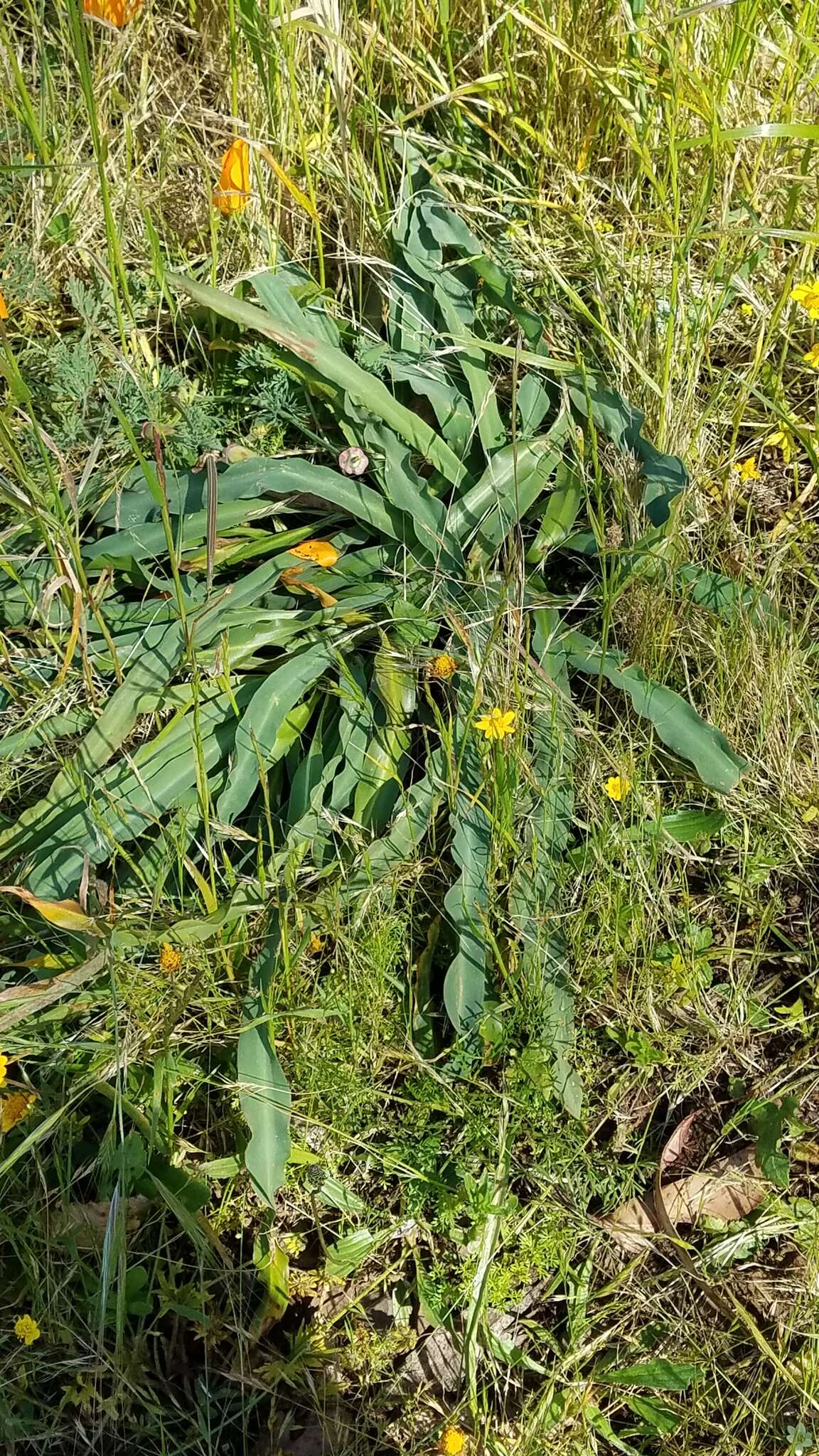 Image de Chlorogalum pomeridianum var. divaricatum (Lindl.) Hoover