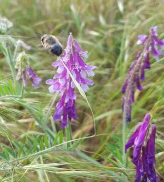 Plancia ëd Anthophora aestivalis (Panzer 1801)