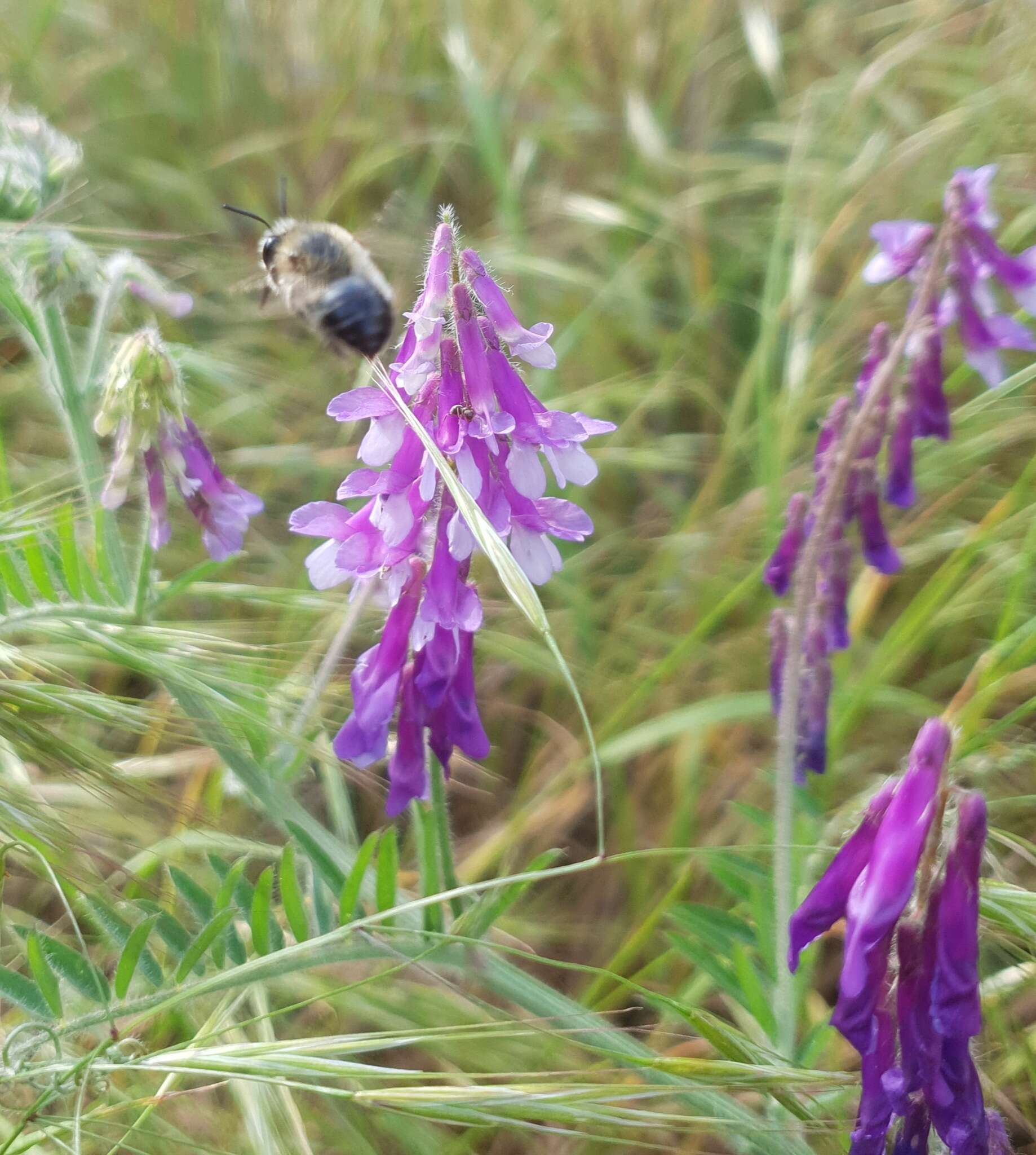 Image of Anthophora aestivalis (Panzer 1801)