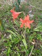 Image of Hippeastrum petiolatum Pax