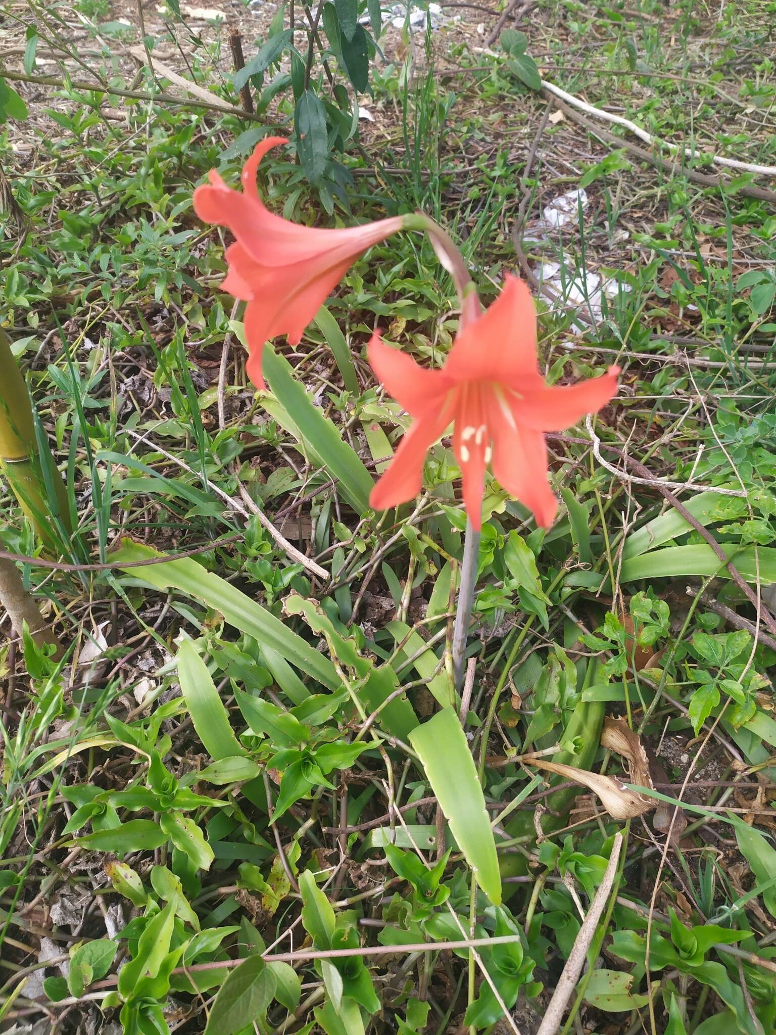 Imagem de Hippeastrum petiolatum Pax