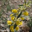 Image of Phlomis armeniaca Willd.