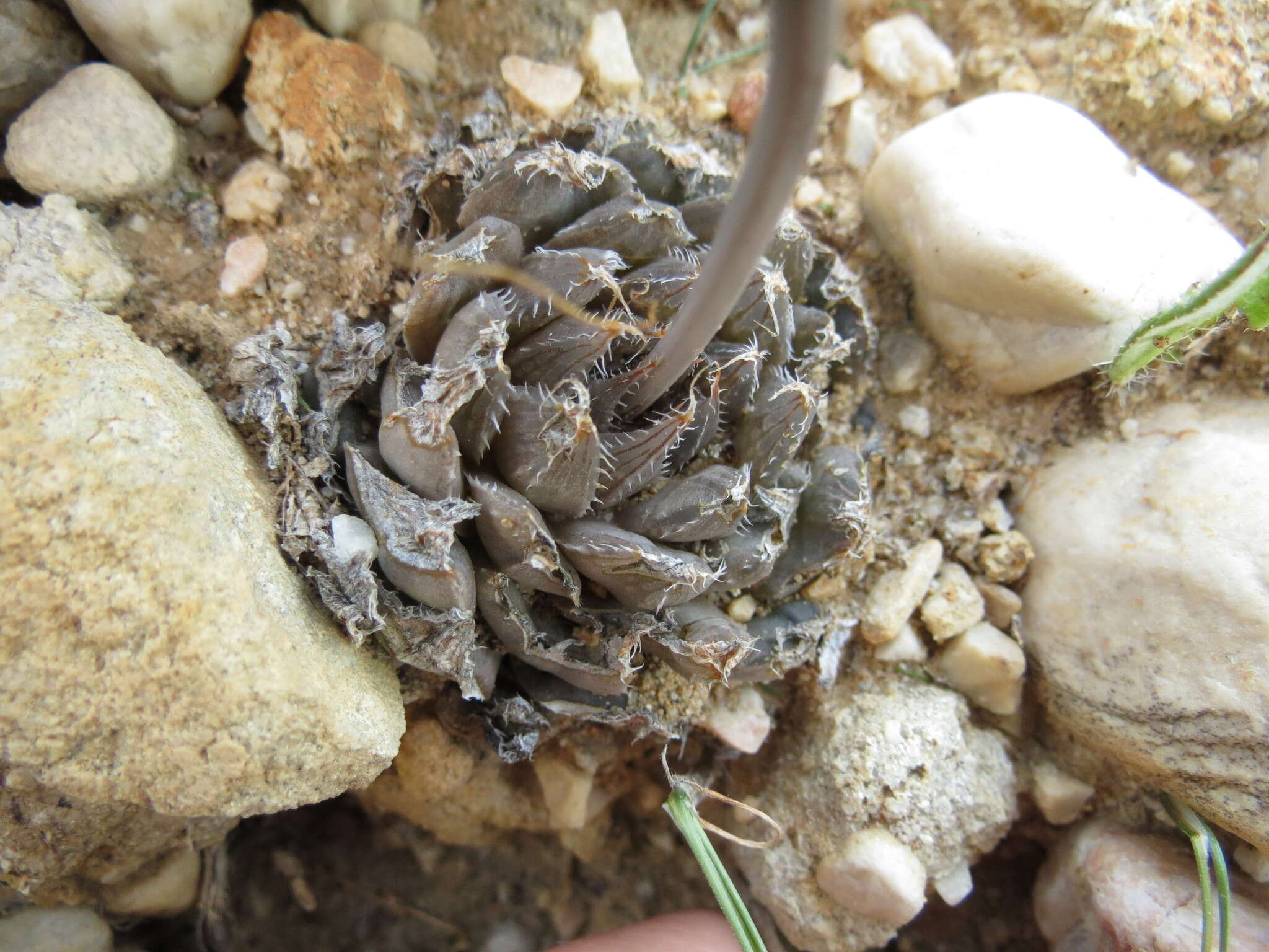 Image of Haworthia nortieri G. G. Sm.