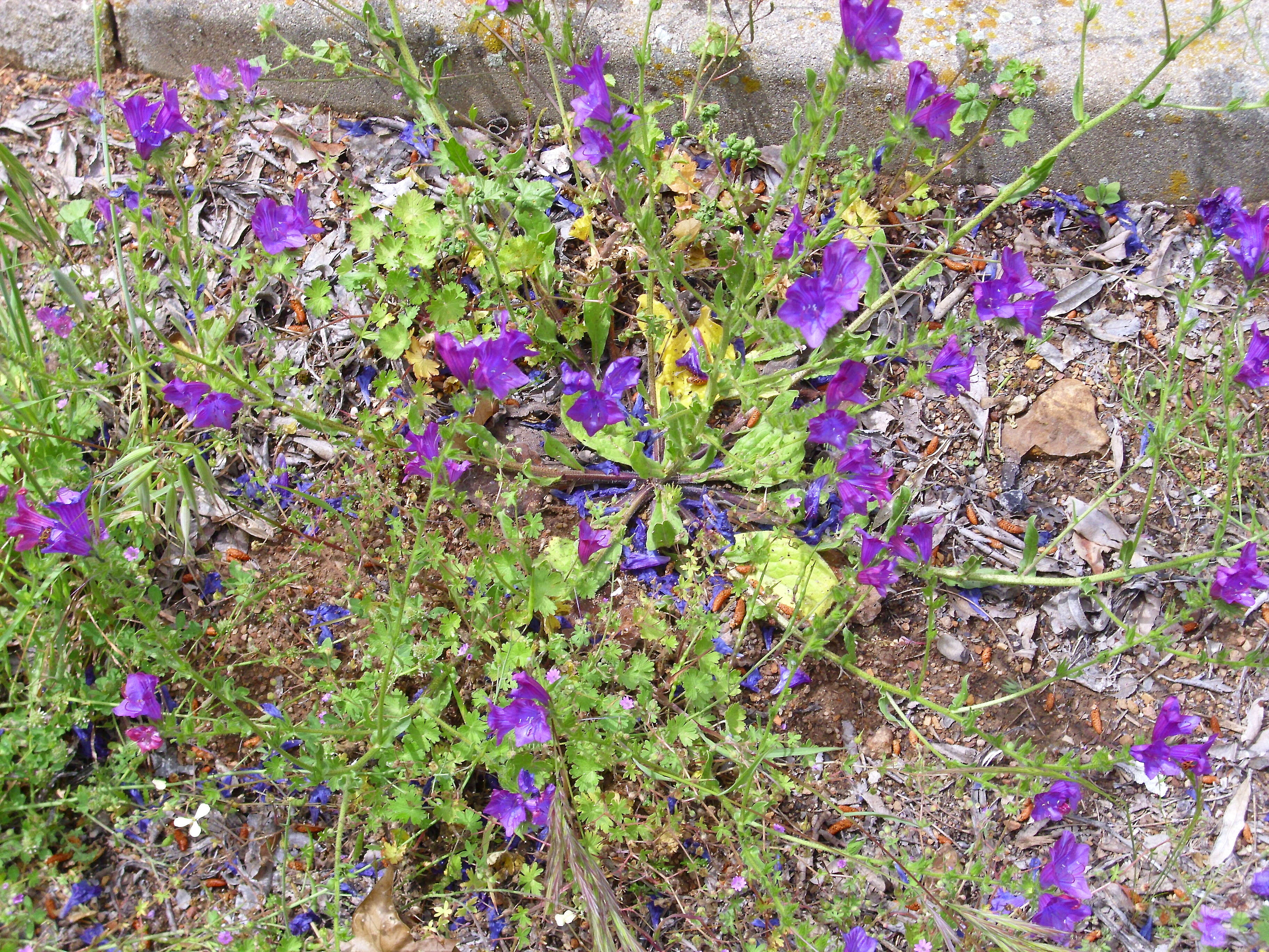 Image of Cretan viper's bugloss