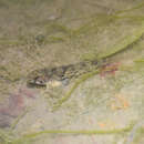 Image of Goby of streams