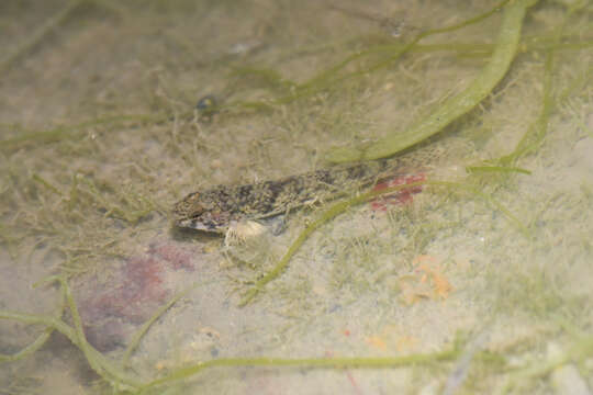 Image of Goby of streams