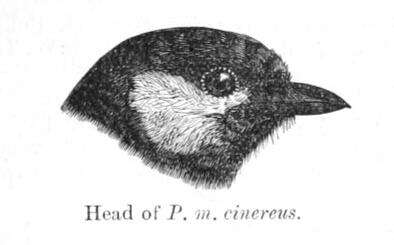 Image of Parus Linnaeus 1758