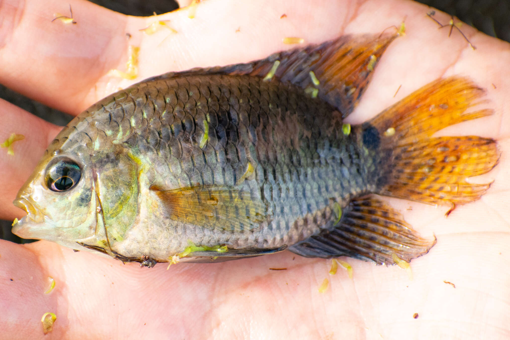 Слика од Cichlasoma dimerus (Heckel 1840)