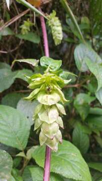 Image of Strobilanthes hookeri Nees