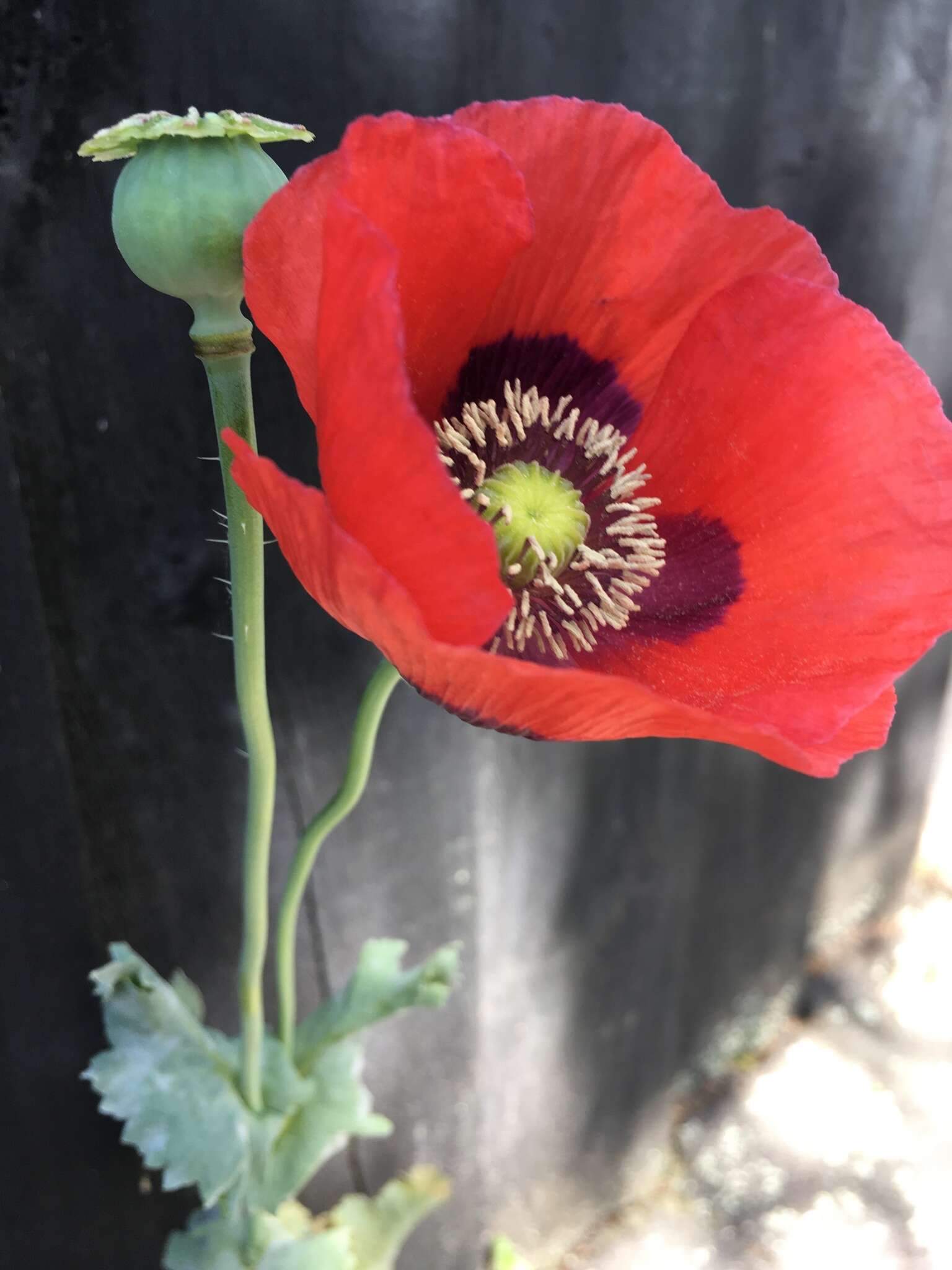 Image of opium poppy