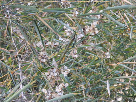 Image of Dioscorea cirrhosa Lour.