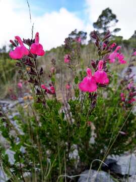 Image de Salvia greggii A. Gray