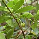 Image of Ternstroemia lineata subsp. chalicophila (Loes.) B. Bartholomew