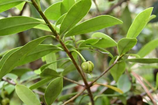 Image of Ternstroemia lineata subsp. chalicophila (Loes.) B. Bartholomew