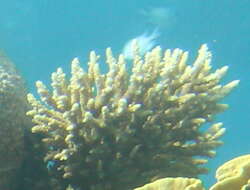 Image of Acropora hemprichii (Ehrenberg 1834)