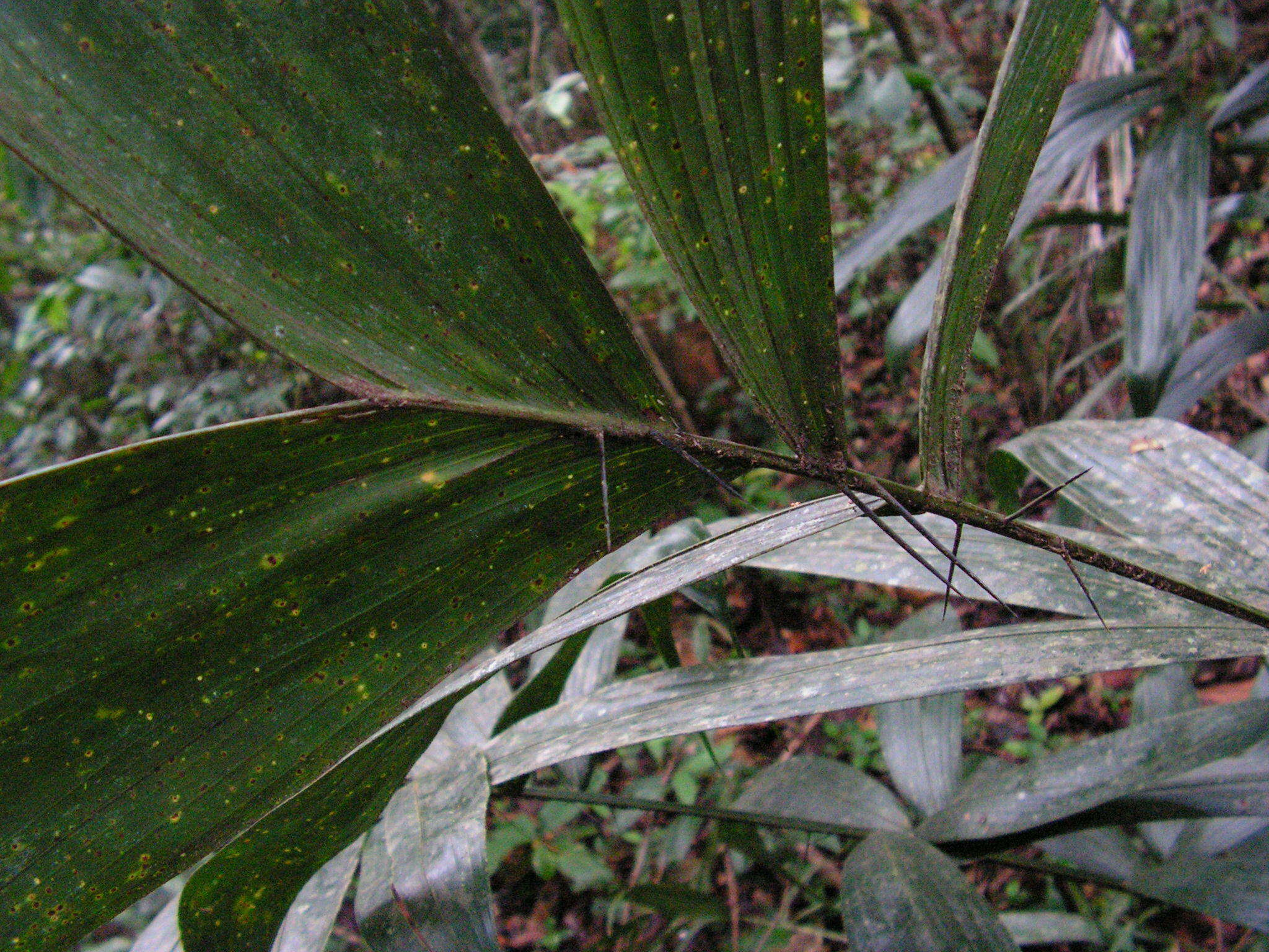 Image of Bactris acanthocarpa Mart.