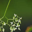 Image of Begonia glabra Aubl.