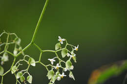 Слика од Begonia glabra Aubl.