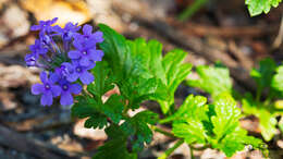 Imagem de Glandularia maritima (Small) Small