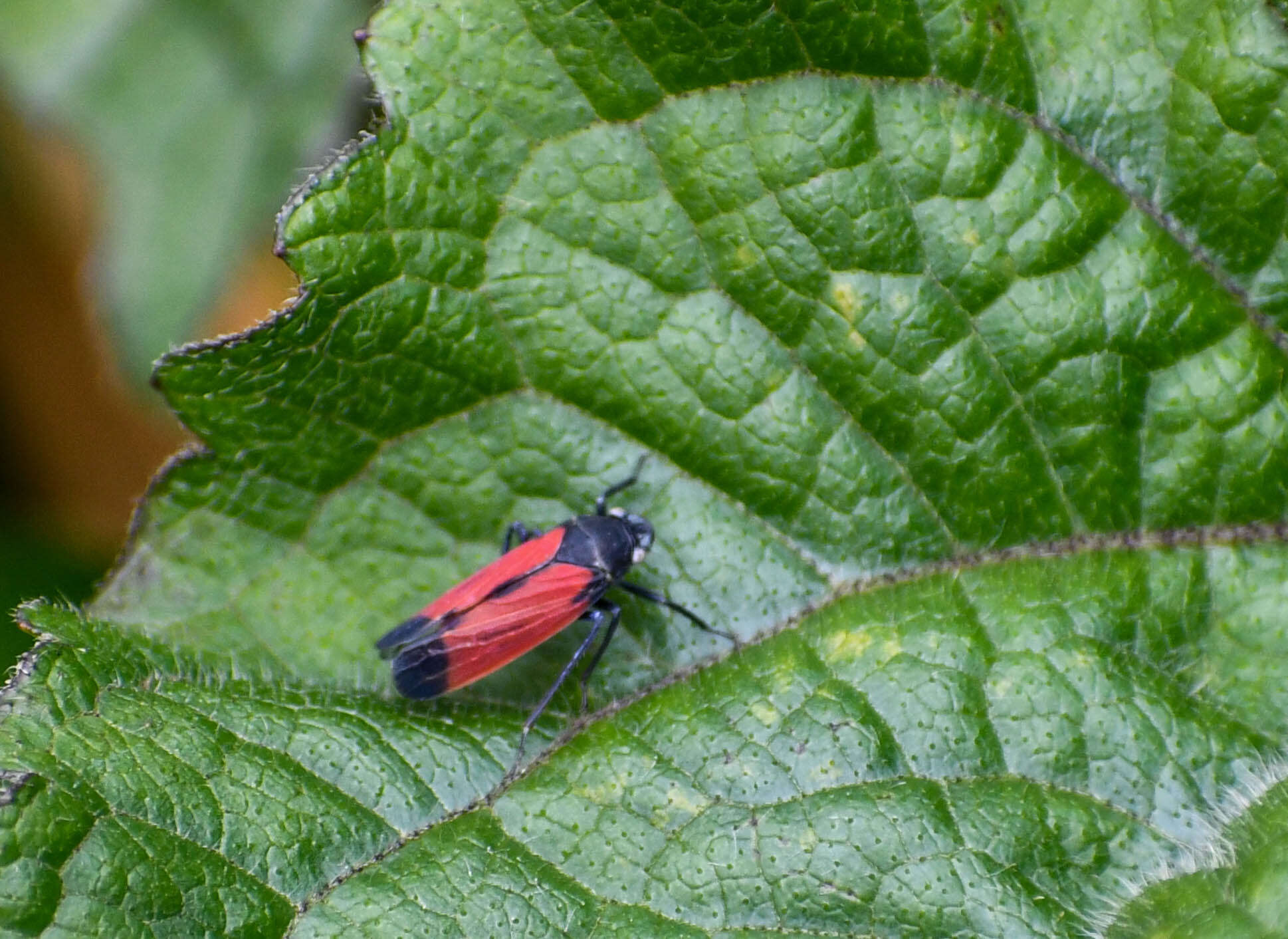 Image of Cardioscarta flavifrons (Signoret 1853)